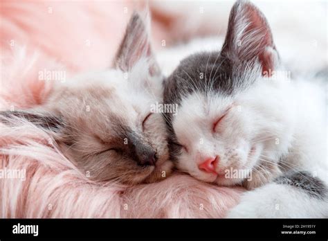 Happy Couple At Home Pink Hi Res Stock Photography And Images Alamy