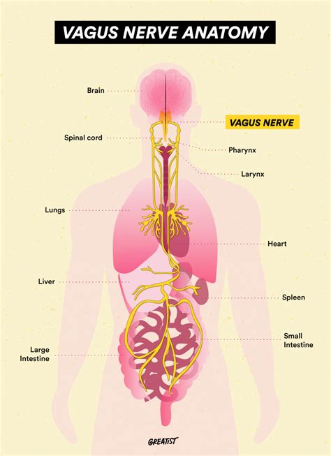 Vagus Nerve Function Stimulation And Treatment