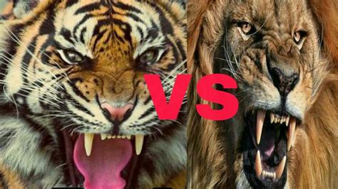 Tiger Roar Vs Lion Roar Adtv Youtube