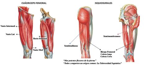 Cuadriceps E Isquiosulares Revista TQV