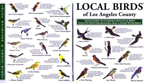 Local Birds Quick Guides To Nature Science Bird Identification