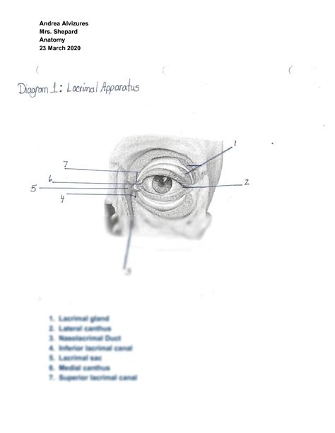 Solution Anatomy Of The Lacrimal System Short Discussion Studypool