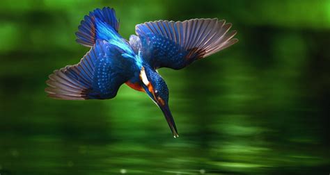 These Kingfisher Bird Diving Into Water 1428756 Hd Wallpaper