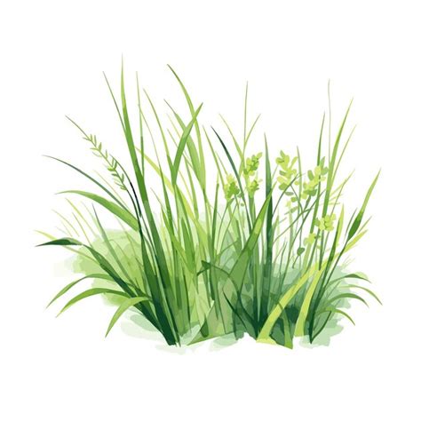 Premium Vector Hand Drawn Grass Watercolor Vector Illustration