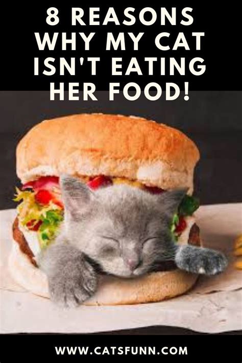 Why Isn T My Cat Eating His Or Her Food Cats Funny In Funny Cat Photos Funny Cats Cats