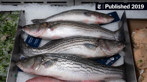 A Farmed Striped Bass Worth Roasting The New York Times