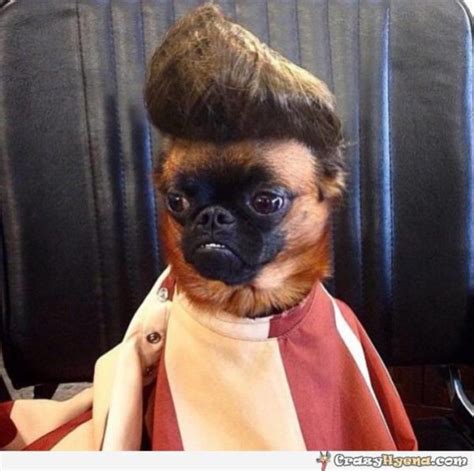 35 Funny Dog Haircuts These Dogs Are The Real Victims Of Laughter Here