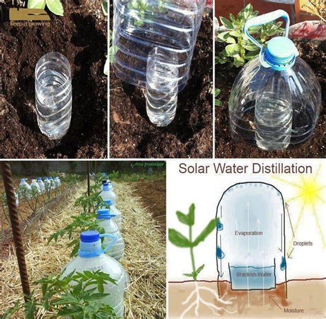 Drip Bottle Irrigation Grow Vegetables With 10 Times Less Water With