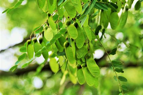 Las Vainas Del árbol Tipuana Stock De Foto Gratis Public Domain Pictures