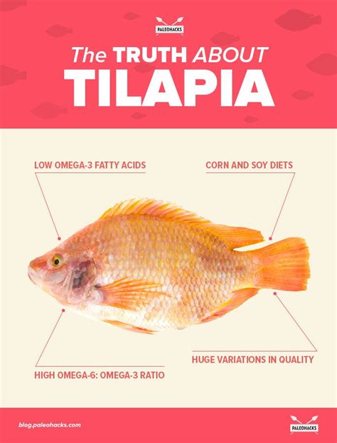 Basically, you'll notice the off smell if an egg is starting to go bad. The Truth About Tilapia