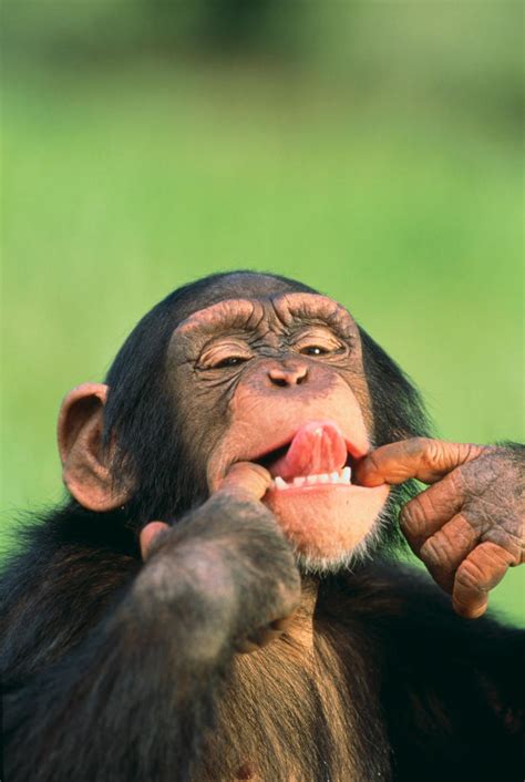 Chimpanzee Endangered Species Animal Planet