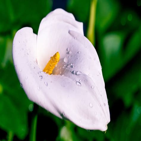 Zantedeschia Aethiopica Giant White Calla Lily Siteone