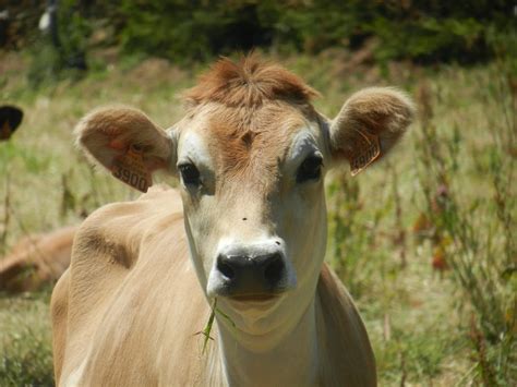 Top des plus belles races de vaches françaises