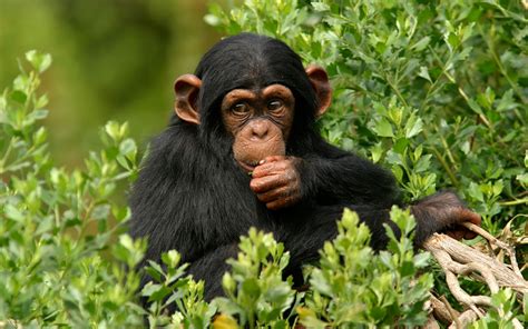 Chimpanzee Gorilla Gorilla Monkey Emoji Wallpapers Monkey Wallpaper