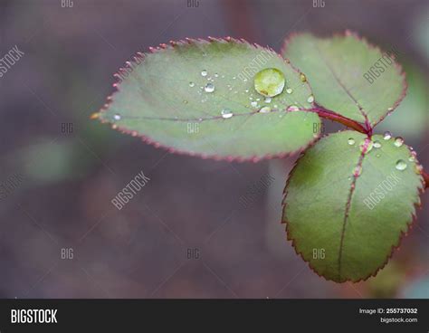 Download this free picture about rose leaves wet water from pixabay's vast library of public domain images and videos. Green Rose Leaves Image & Photo (Free Trial) | Bigstock