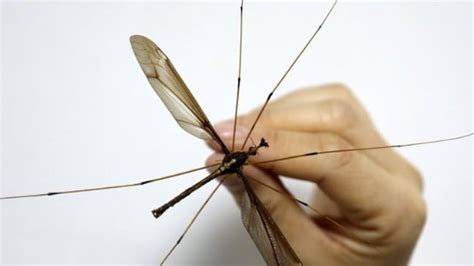 Giant Mosquito With Wing Span Of 1115 Cm Found In China World News