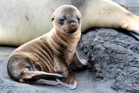 Galapagos Sea Lion Sea Lion Facts And Information