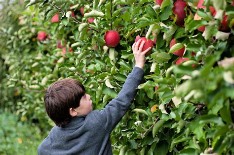 And no, apple picking isn't just for new englanders. Best Places to Go Apple Picking with Kids Near Boston ...