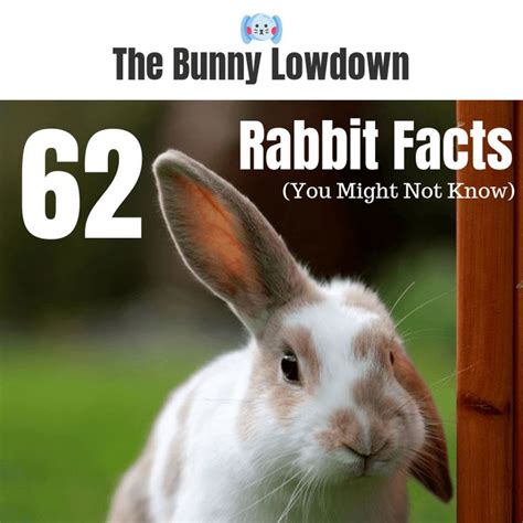 62 Rabbit Facts You Might Not Know Rabbit Facts Rabbit Rabbit