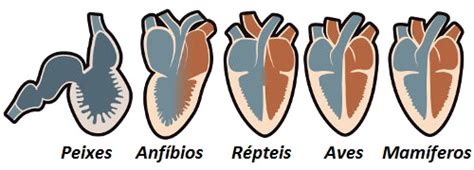 Coração Dos Vertebrados Brasil Escola