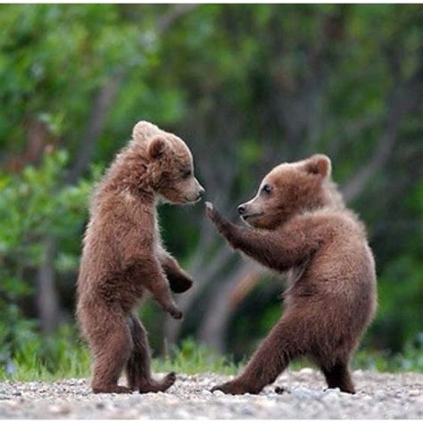 Hey Buddy Smell This Wild Animals Pictures Cute Baby Animals Cute