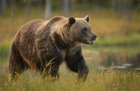 Eurasian Brown Bear Bear Conservation