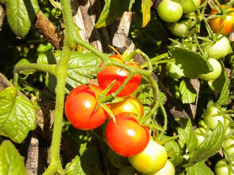 The Bush Backyard Green Tomatoes