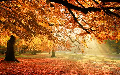 Free Download Autumn Trees Sun Light Hd Wallpapers 1920x1200 For Your