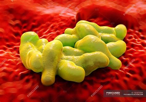 Campylobacter Jejuni Bacteria — Bacterial Microorganism Stock Photo