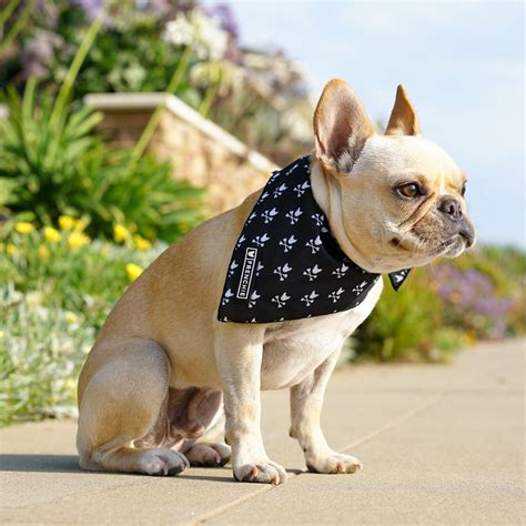 Thanks to the ergonomic design, this harness frenchie world soft padded harness is one of the best harnesses to choose for the french bulldog breed. Frenchie Bulldog - Harnesses, Collars, Leashes & More