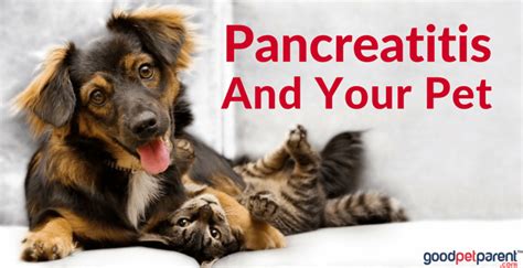 Pancreatitis is a condition in dogs that is usually caused by them consuming too much fat over a period of time. Pancreatitis And Your Pet - Good Pet Parent