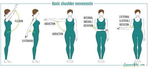 The Key Players In Shoulder Mobility And Function Bsm Foundation