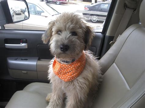 600 x 600 jpeg 66 кб. Whoodle (Wheaten Terrier-Poodle Mix) Info, Temperament, Puppies, Pictures