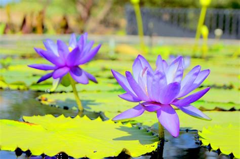 Lily Pad Pond San Angelo Texas Lily Pads Flower Beauty San Angelo