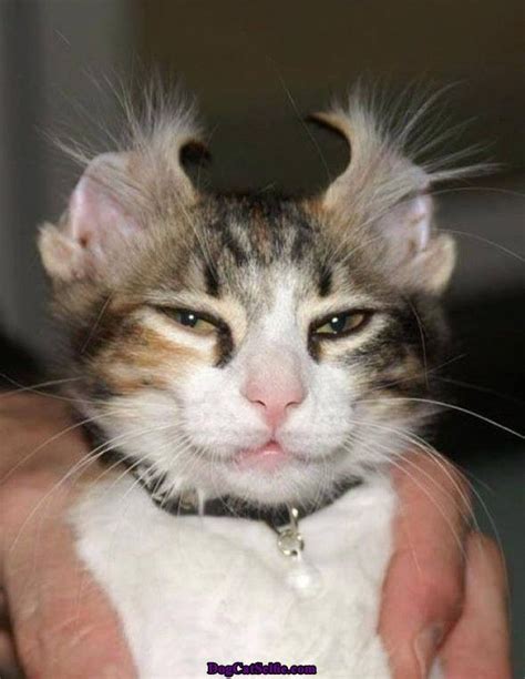Funny Ears Cat Cute Animals Funny Animals Funny Cat Pictures