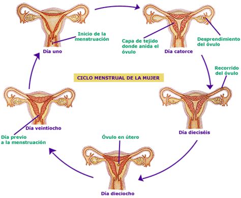 El Ciclo Menstrual Femenino Que Es El Ciclo Menstrual Femenino The Best Porn Website