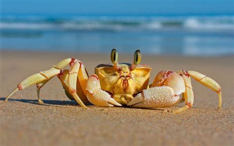 Curious Crustaceans Fascinating Crab Stories From Long Ago