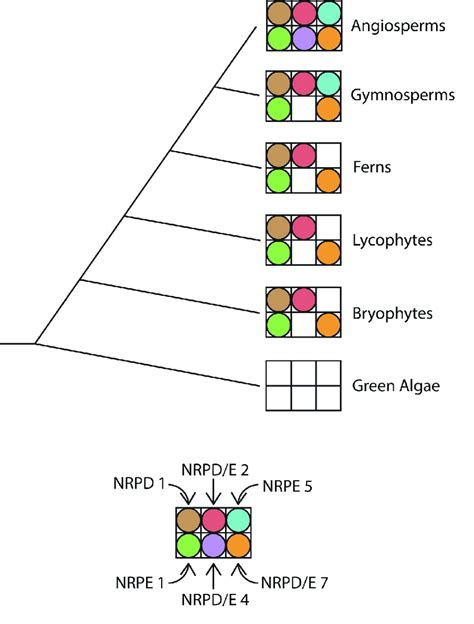 A Schematic Depicting The Evolutionary Conservation Of Selected Pol IV