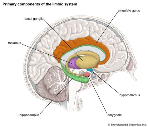 Limbic System Description Components Function History Of Study