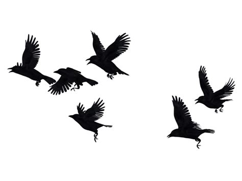 Flying Crow Png Images Transparent Free Download Pngmart
