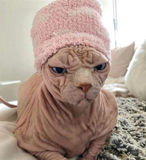 A Wrinkly Sphynx Cat Has Gone Viral For His Terrifying Glare But His