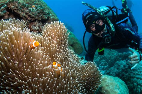 Top 3 Diving Myths On The Great Barrier Reef Passions Of