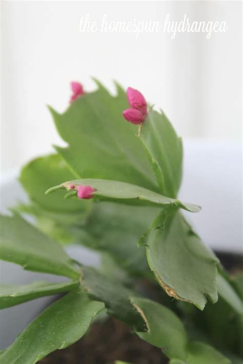 You do not need to fertilize until the cactus has grown in the same substrate for a year. How to Care for a Christmas Cactus - The Homespun Hydrangea