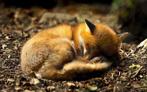 Presidential politics and political news from foxnews.com. animals, Nature, Fox, Sleeping Wallpapers HD / Desktop and ...