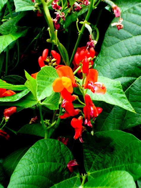 Maybe you would like to learn more about one of these? Thom Zehrfeld Photography : Wildflowers Of Oregon