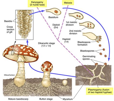 Life Cycle Of Fungi Diagram