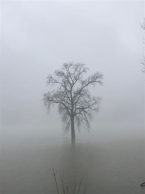 🔥 The Mississippi River Swallows A Tree And The Fog Blocks The View To