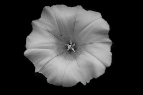 If you see some black and white flowers wallpapers hd you'd like to use, just click on the image to download to your desktop or mobile devices. Jason McGroarty Takes Black And White Flowers Photos To ...