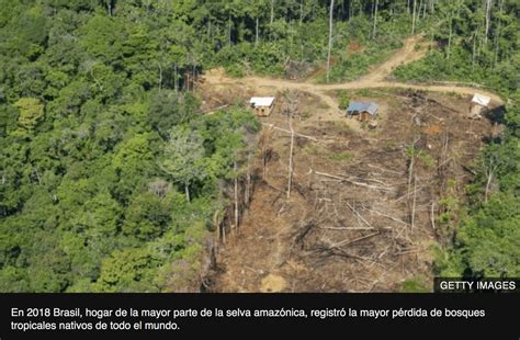 Amazonas Por Qué Se Ha Acelerado La Deforestación Con La Llegada De