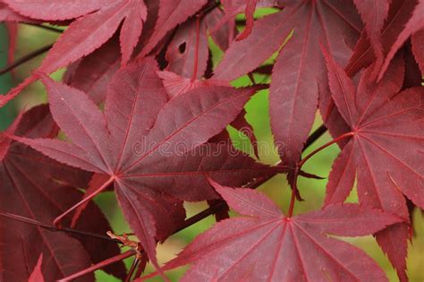 Japanese Red Maple Leaves Stock Photo Image Of Nature 29699698